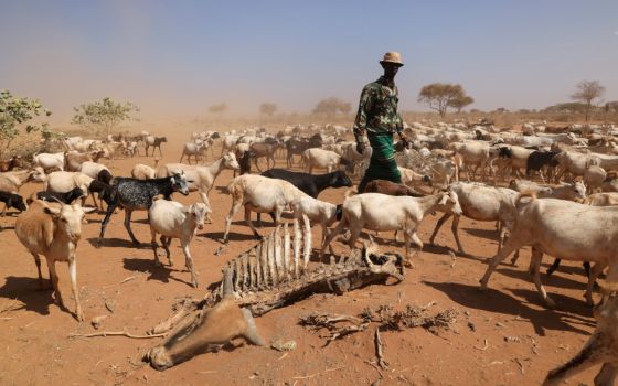 A herdsman walks past the carcass of a cow in Kargi, Kenya, Oct. 9, 2021. Catholic bishops of eastern Africa, meeting in Tanzania July 10-18, 2022, examined the consequences of climate change throughout the region. (CNS/Reuters/Baz Ratner)