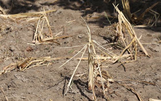 Maize stems remain dry Feb. 16 after failing because of a drought in Kilifi, Kenya. Catholic bishops of Eastern Africa, meeting in Tanzania July 10-18 examined the consequences of climate change throughout the region. (CNS/Reuters/Baz Ratner)
