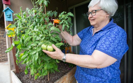 Sister Kathleen Storms, a School Sister of Notre Dame, grows tomatoes and other vegetables in a raised garden bed made by her brother with recycled cedar planks at her apartment in West St. Paul, Minn., Aug. 17, 2022. (CNS photo/Dave Hrbacek)