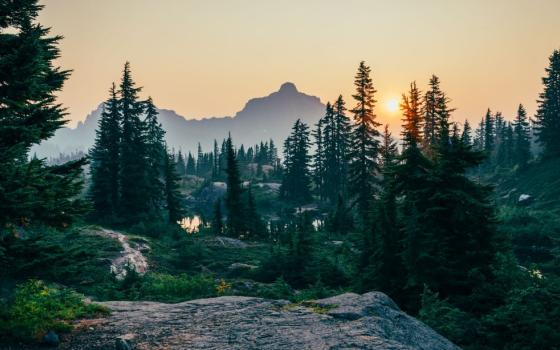 pine trees, with mountains in background