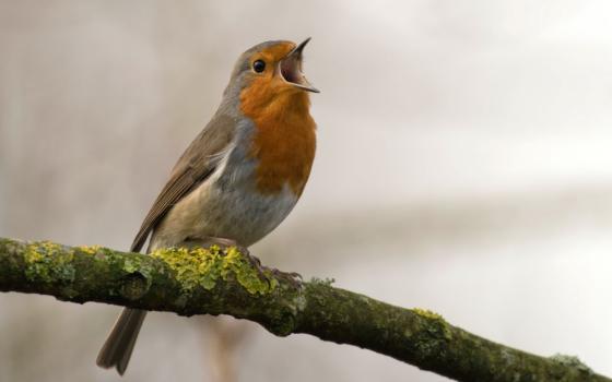 A bird sits on a branch