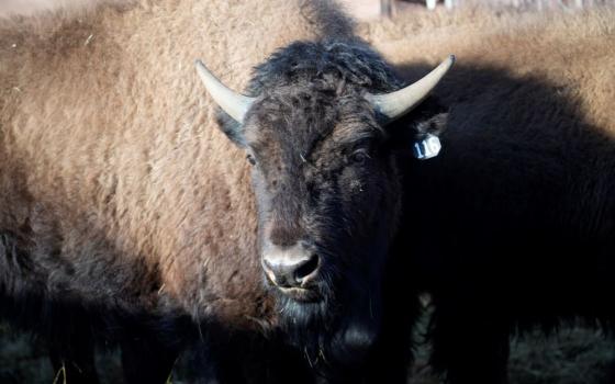 One of the 35 Denver Mountain Park bison stands in a corral as it waits to be transferred to representatives of four Native American tribes and one memorial council so they can reintroduce the animals to tribal lands Wednesday, March 15, 2023, near Golden, Colo. (AP Photo/David Zalubowski)