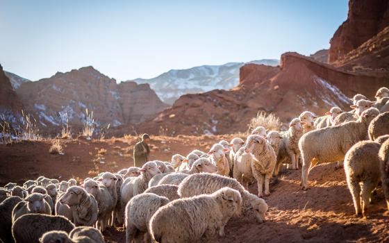 Shepherd and sheep (Unsplash/Patrick Schneider)