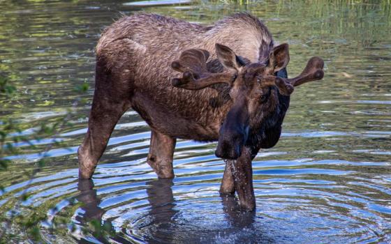 A moose stands in shallow water
