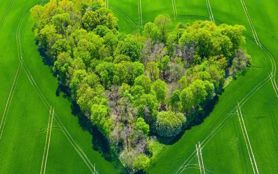 An aerial view of a group of trees in the shape of a heart (Pixabay/Mariusz Prusaczyk)