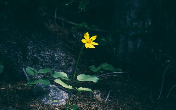 Blooming yellow flower (Unsplash/Matthew Smith)