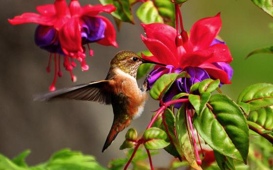 A hummingbird heart can beat more than 1,200 times per minute. (Unsplash/Bryan Hanson)