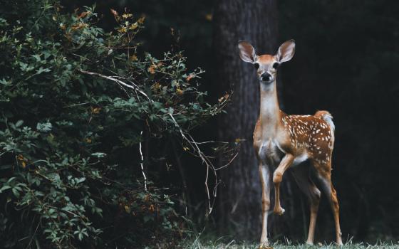 A deer standing next to a tree (Unsplash/Scott Carroll)