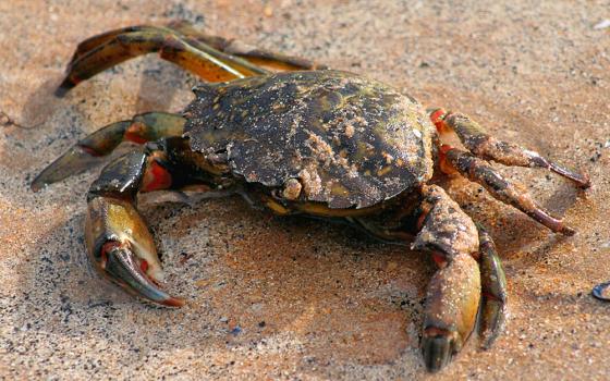 Green crab on the shore (Wikimedia Commons/John Haslam)
