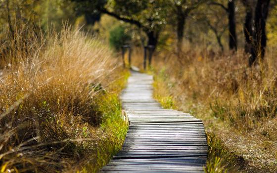 A walking trail of wooden slats running through vegetation (Pixabay)