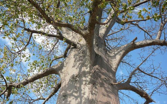 A view from beneath a baobab tree in Botswana. Palaver encounters under the baobab tree were how many precolonial African societies addressed disputes. (Wikimedia Commons/Roger Culos)