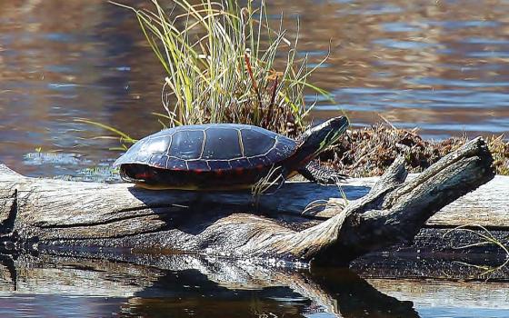 A painted turtle at Missisquoi National Wildlife Refuge in Vermont (Flickr/U.S. Fish and Wildlife Service Northeast Region/Ken Sturm)