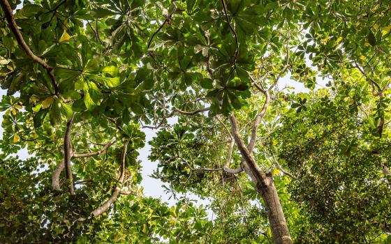 A canopy of mangrove trees is seen at the Lekki Conservation Centre in Lagos, Nigeria. Mangrove is among the tree varieties being seeded and planted on Catholic Church properties as part of a new church campaign that aims to plant 5.5 million trees over the next five years to prevent flooding and mitigate climate change. (Dreamstime/Matthew Omojola)