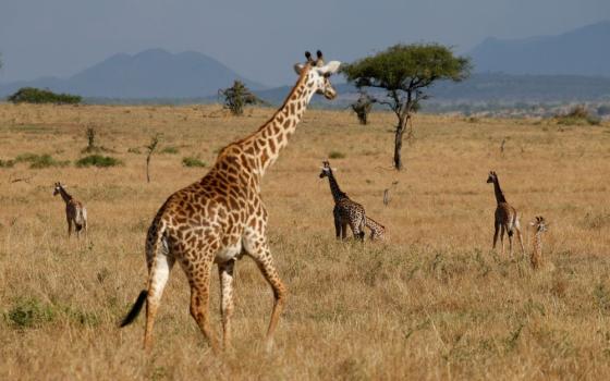 Giraffes walk in a field with dry grass