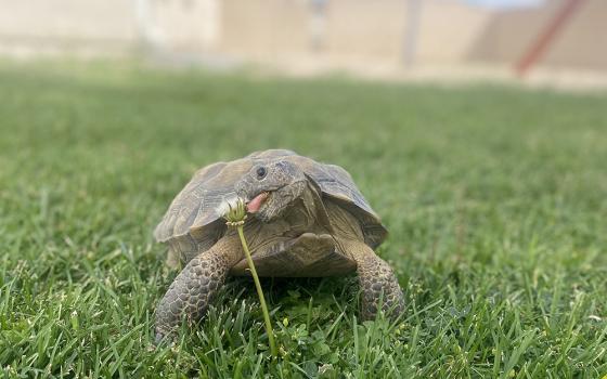 Desi, a 12-year-old Mojave desert tortoise who is part of the Edwards Air Force Base Desert Tortoise Adoption Program, eats a dandelion. Mojave desert tortoises have seen their numbers dwindle as a result of human interactions such as urbanization, energy management and agriculture, as well as from natural predators. (Courtesy of Katie Lemaire)