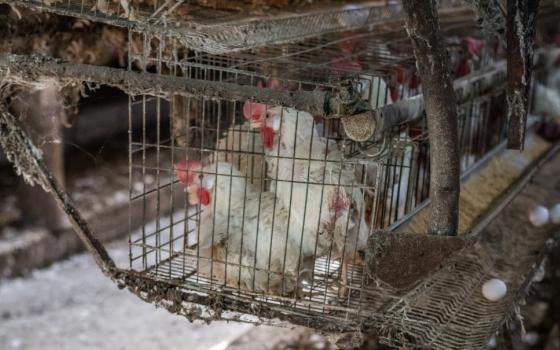 Hens in a metal cage at an egg farm. (Unsplash/Jo-Anne McArthur)