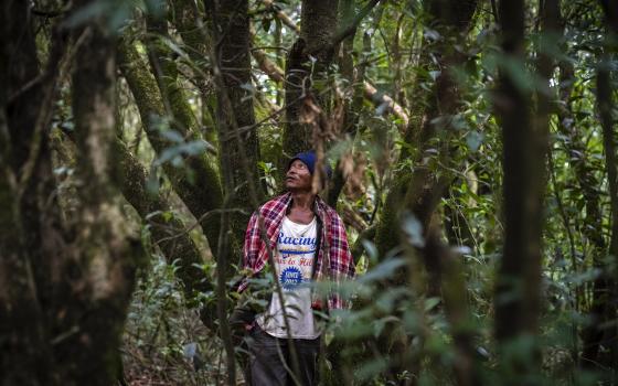 Jiersingh Nongrum is a member of the clan that cares for Swer sacred forest in the East Khasi Hills region of Meghalaya near Cherrapunji, an area about 35 miles southwest of Shillong, which is among the wettest in the world, Thursday, Sept. 7, 2023. (AP Photo/Anupam Nath)