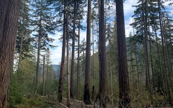Trees are pictured in a forest in Washington state. (Courtesy of Climate Forest Coalition)