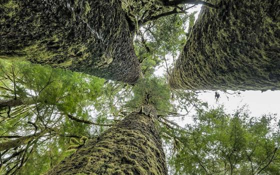Three Sisters Sitka Spruce, Carmanah Walbran Provincial Park, British Columbia (Dreamstime/Kevin Oke)
