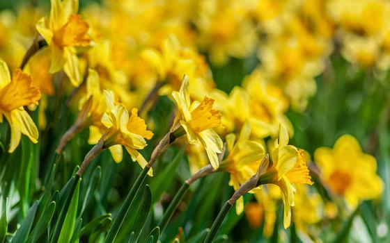 Yellow daffodils (Unsplash/Yoksel Zok)