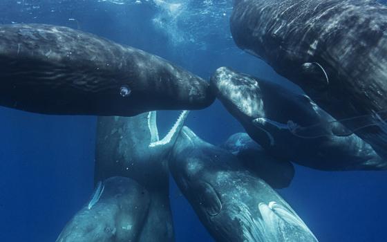 A pod of sperm whales interacting and socializing near the water's surface in the Atlantic Ocean near Azores. (Wikimedia Commons/Will Falcon aka Vitaly Sokol)