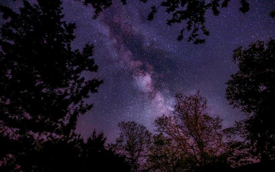 Night sky full of stars viewed through tree branches (Unsplash/Nathan Anderson)