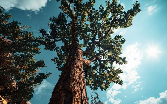 View of tall trees from below (Unsplash/Voicu Apostol)