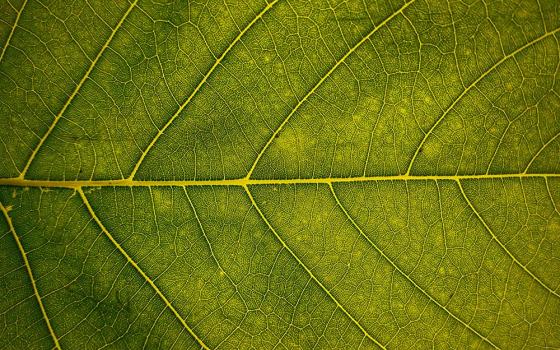 Closeup of a green leaf (Vivaan Trivedii)