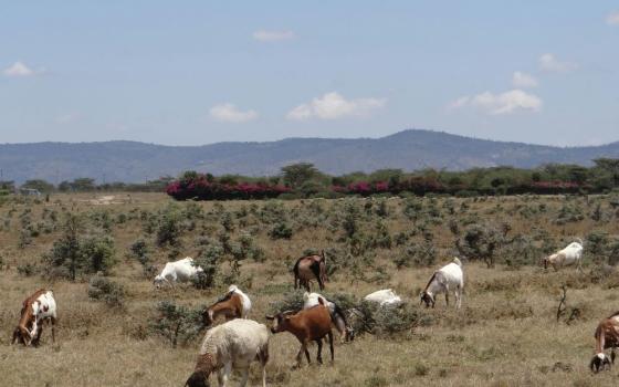 Animals graze Loldaiga Hills in Nanyuki, Kenya (Unsplash/Tourite Safaris)