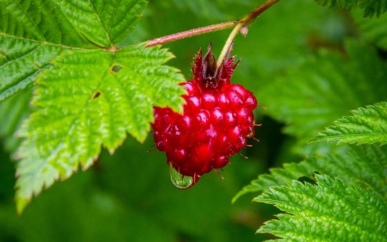 A red salmonberry on the vine on Baranof Island near Sitka, Alaska (Wikimedia Commons/Arthur T. LaBar)