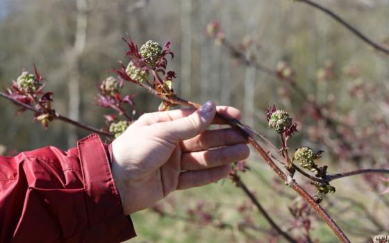 Hand holds a tree branch.