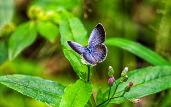 Guwahati, Assam, India (Unsplash/Bhargav Keot)