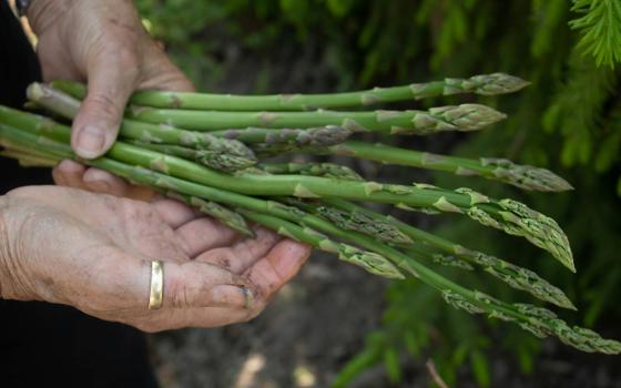 A person hold asparagus in an outside setting. (Unsplash/Inge Poelman)