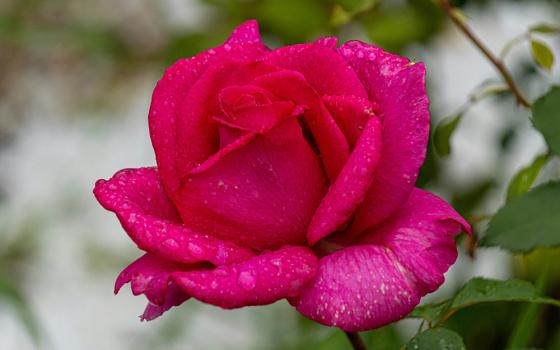 Dark pink rose (Unsplash/Dmitry Beloglazov)