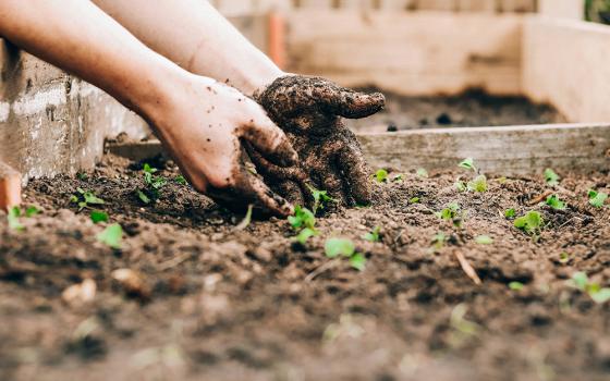 A worm's-eye view shows a gardener's dirty hands working in the soil of an outdoor garden, which is framed by wood in an outdoor setting. (Unsplash/Sandie Clarke)
