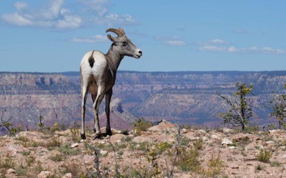 A desert bighorn sheep stands at the South Rim of the Grand Canyon in Grand Canyon National Park in Arizona Oct. 2, 2026. (OSV News/Gregory A. Shemitz)