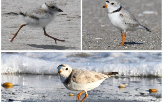 A community of volunteers in New York City has formed to protect the piping plover, a threatened bird species found on many of the area's beaches in the Gateway National Recreation Area.(NCR/NYC Plover Project) 