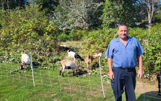 Dan Britton, grounds foreman at Holyrood Cemetery in Shoreline, Wash., is seen with a few of the goats that are busy clearing blackberry vines in an undeveloped area of the 88-acre cemetery. (CNS/Courtesy Holyrood Cemetery via Northwest Catholic )