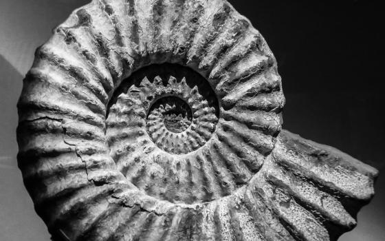 spiral shell