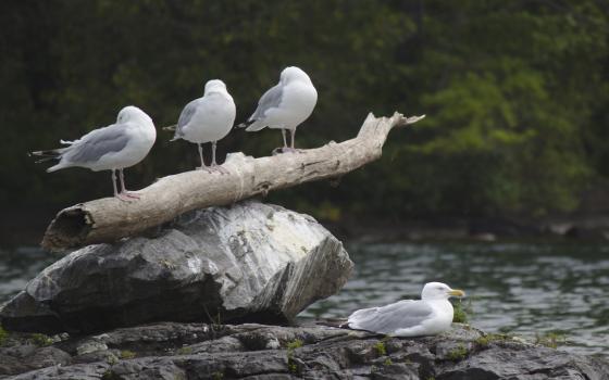 gulls on a branch