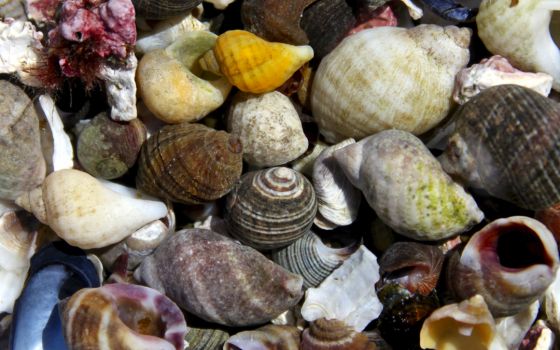 sea shells