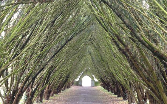 arch of trees