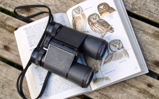 Binoculars sit on a bird field guide book. (Diane Helentjaris/Unsplash/Creative Commons)