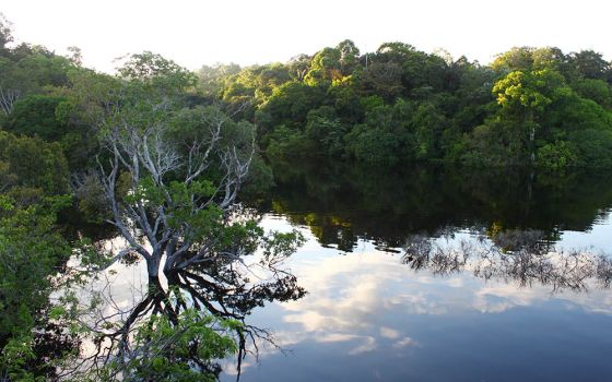 Dawn in Jaú National Park, Amazonas, Brazil (Wikimedia Commons/Artur Warchavchik)