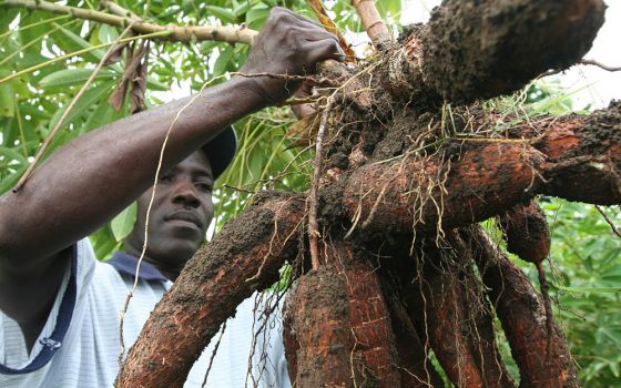 A farmer harvests an improved variety of cassava in Les Anglais, Haiti, in 2010. Pope Francis and other Catholic leaders have called for international policymakers to pay particular attention to small farmers and farm families. (CNS/Barbara J. Fraser)