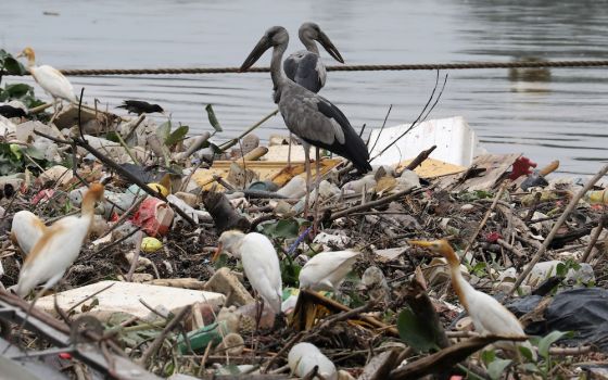 Birds search for food on trash collected by a log boom on a river in Klang, Malaysia, June 5, World Environment Day. (CNS/Reuters/Lim Huey Teng)
