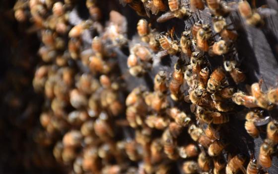 Honeybees cool off outside their hive on a warm day. (Steven Salido Fisher)