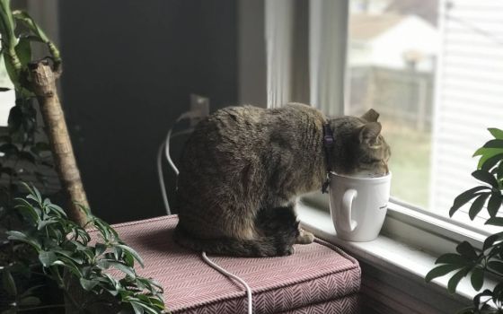The author's cat enjoys an ordinary moment sipping water by the windowsill. (Brenna Davis)