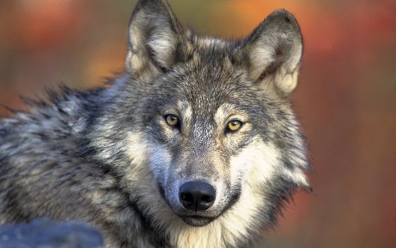 A gray wolf is pictured at rest. The Anishinaabe word for wolf means "one who shows the way." (Gary Kramer/United States Fish and Wildlife Service)