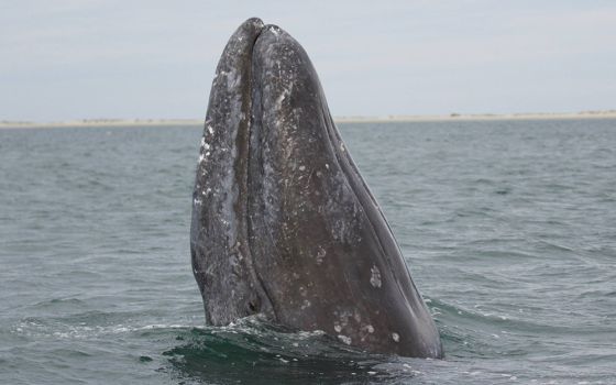A gray whale is seen in the Alaska Maritime National Wildlife Refuge. (Wikimedia Commons/USFWS/Marc Webber)